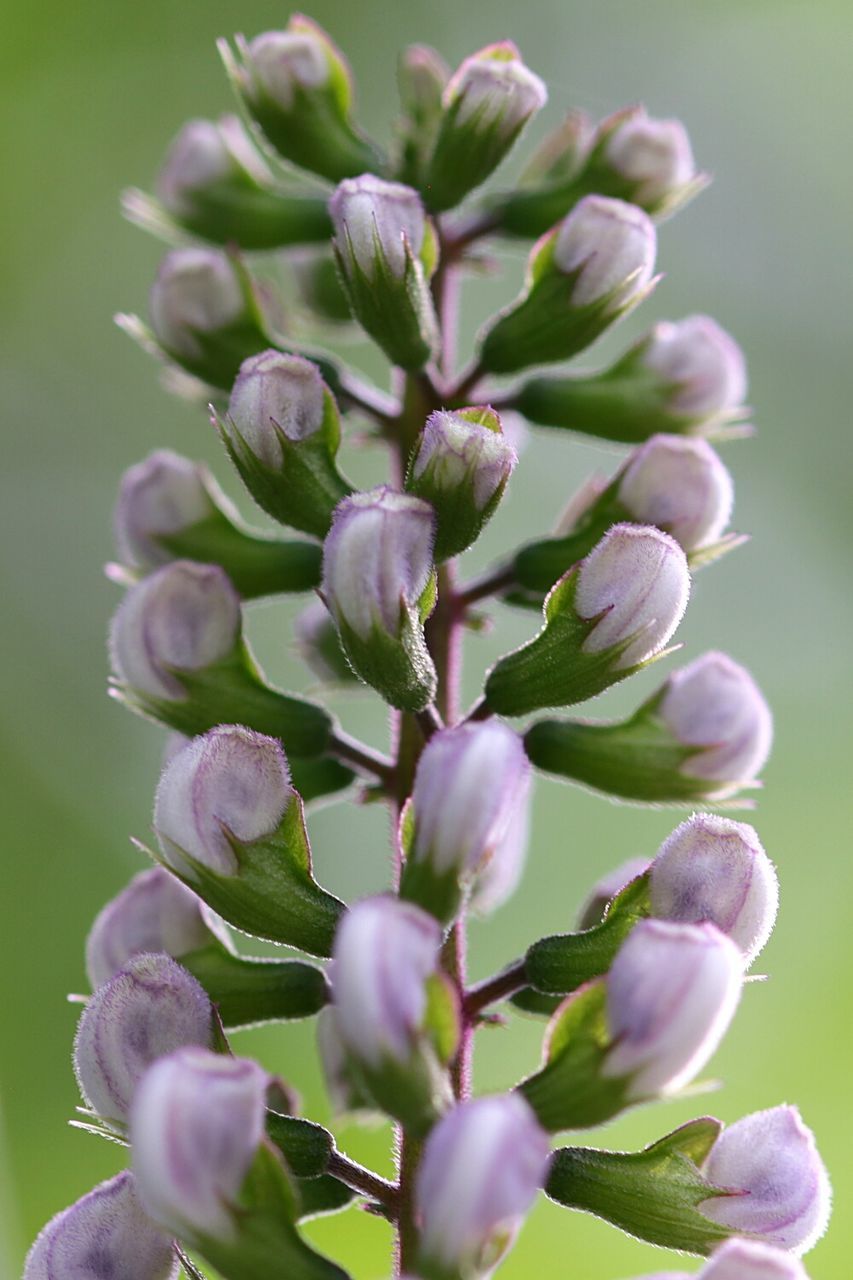 Close-up of purple flowers