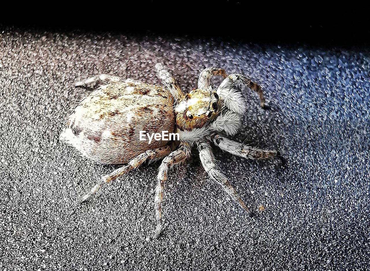 HIGH ANGLE VIEW OF SPIDER IN THE ANIMAL