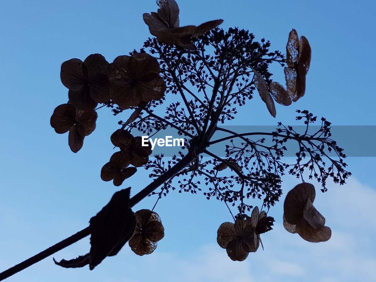 LOW ANGLE VIEW OF FLOWERING TREE AGAINST CLEAR SKY