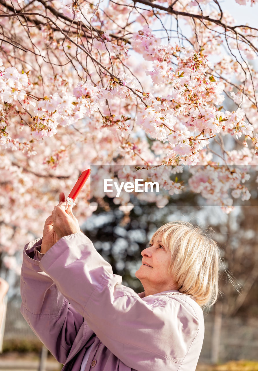 Senior woman taking photo of pink blooming sakura flowers in garden using smartphone. 