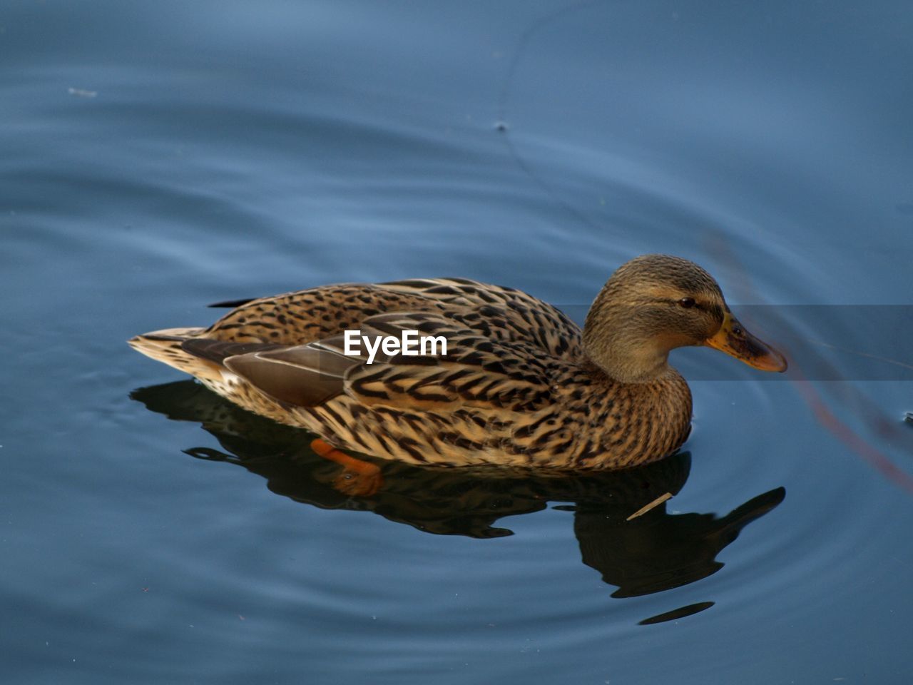 High angle view of mallard duck swimming in lake