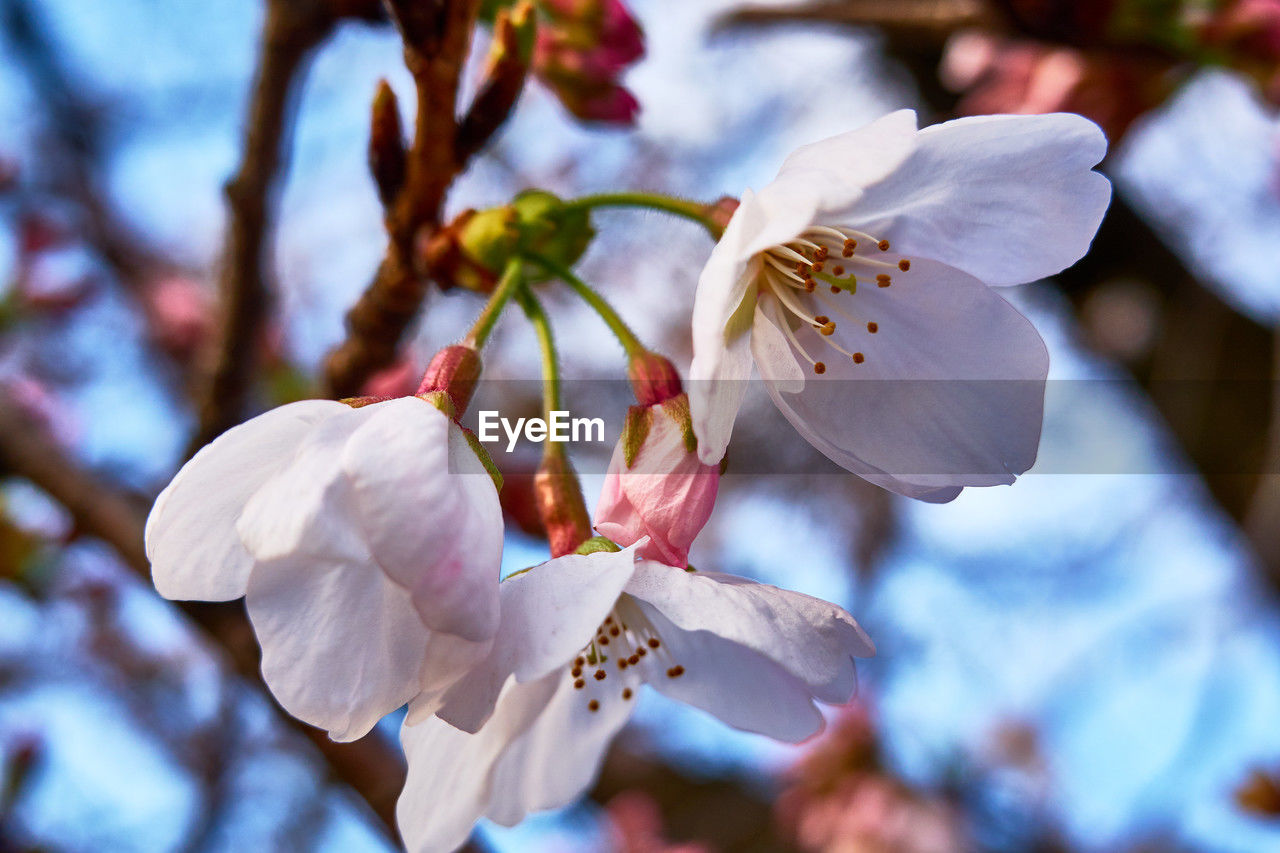 plant, flower, flowering plant, beauty in nature, spring, blossom, freshness, fragility, growth, tree, springtime, close-up, nature, petal, branch, focus on foreground, flower head, macro photography, no people, inflorescence, cherry blossom, white, pollen, botany, outdoors, day, twig, pink, stamen, selective focus