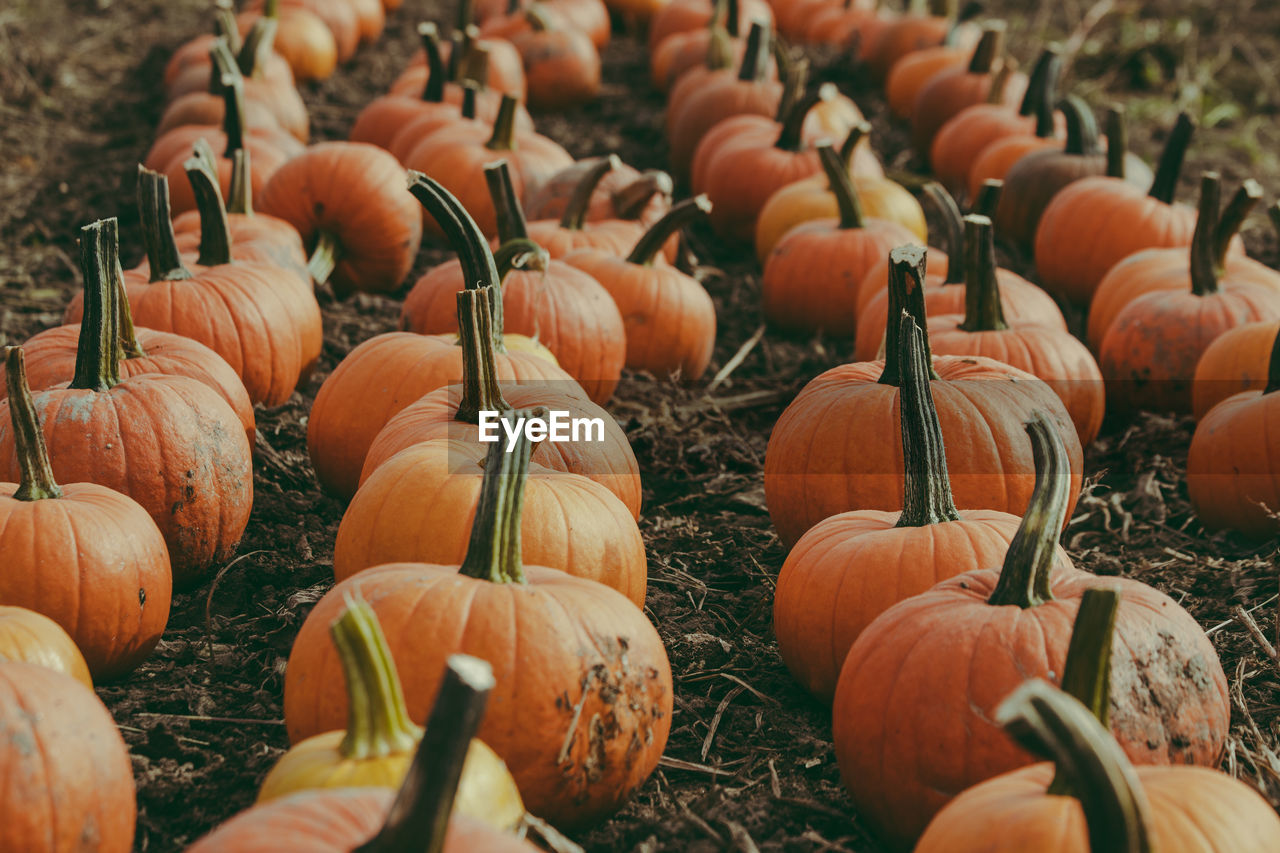 Pumpkins on field during autumn