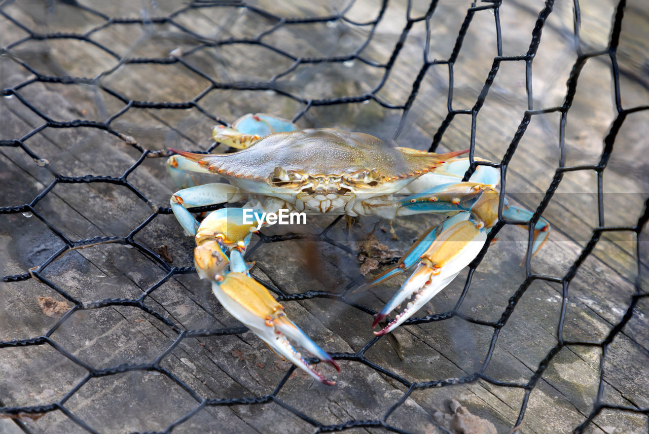Blue crab caught in the net, gulf of mexico