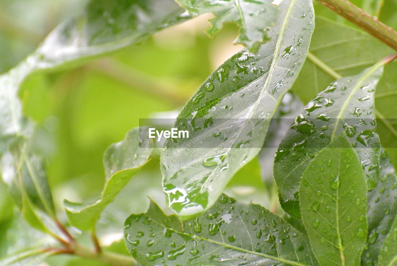 Close-up of wet plant leaves