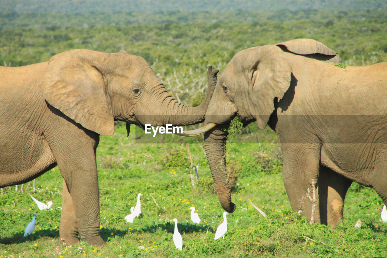 Two wild young african elephants in motion 