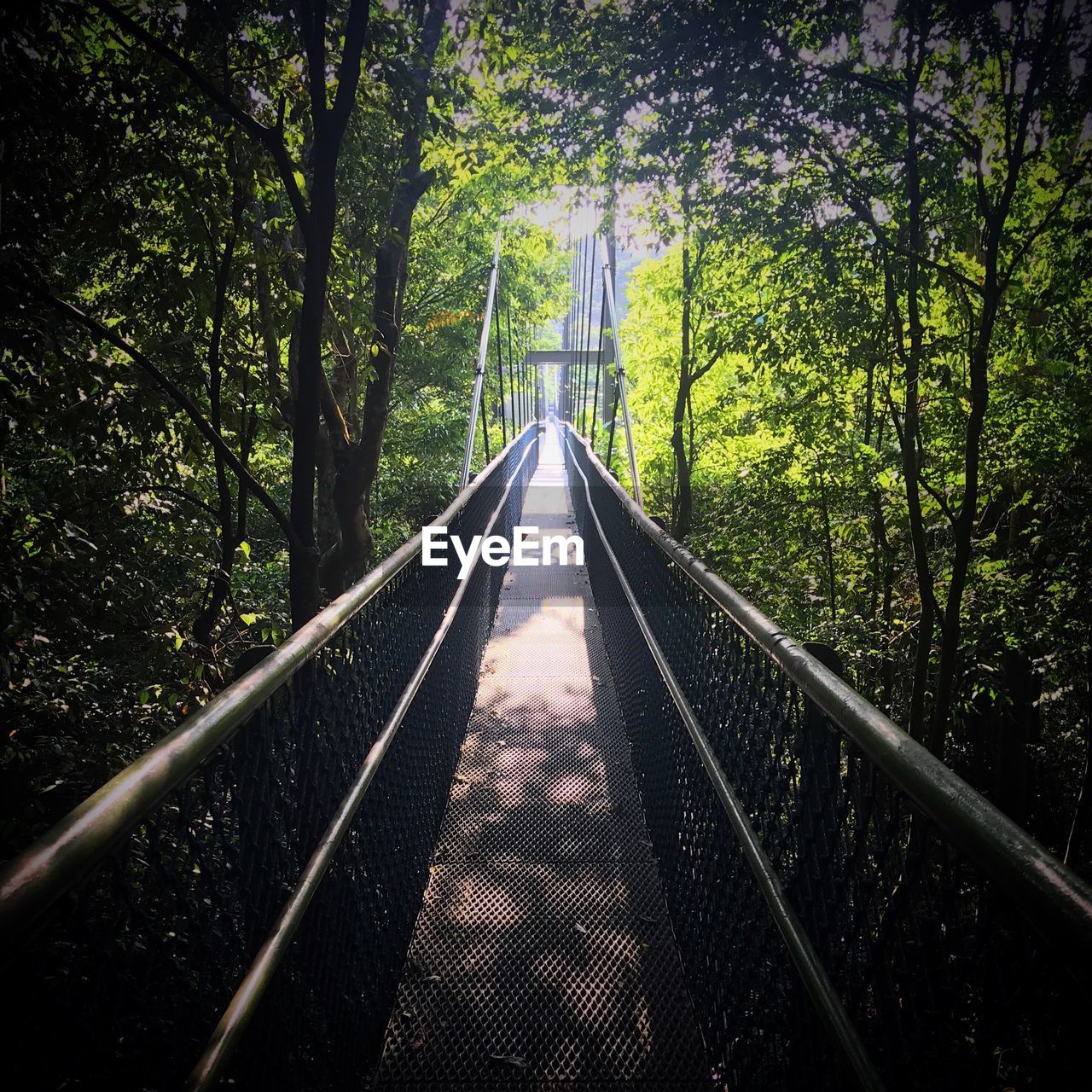 FOOTBRIDGE LEADING TOWARDS FOREST