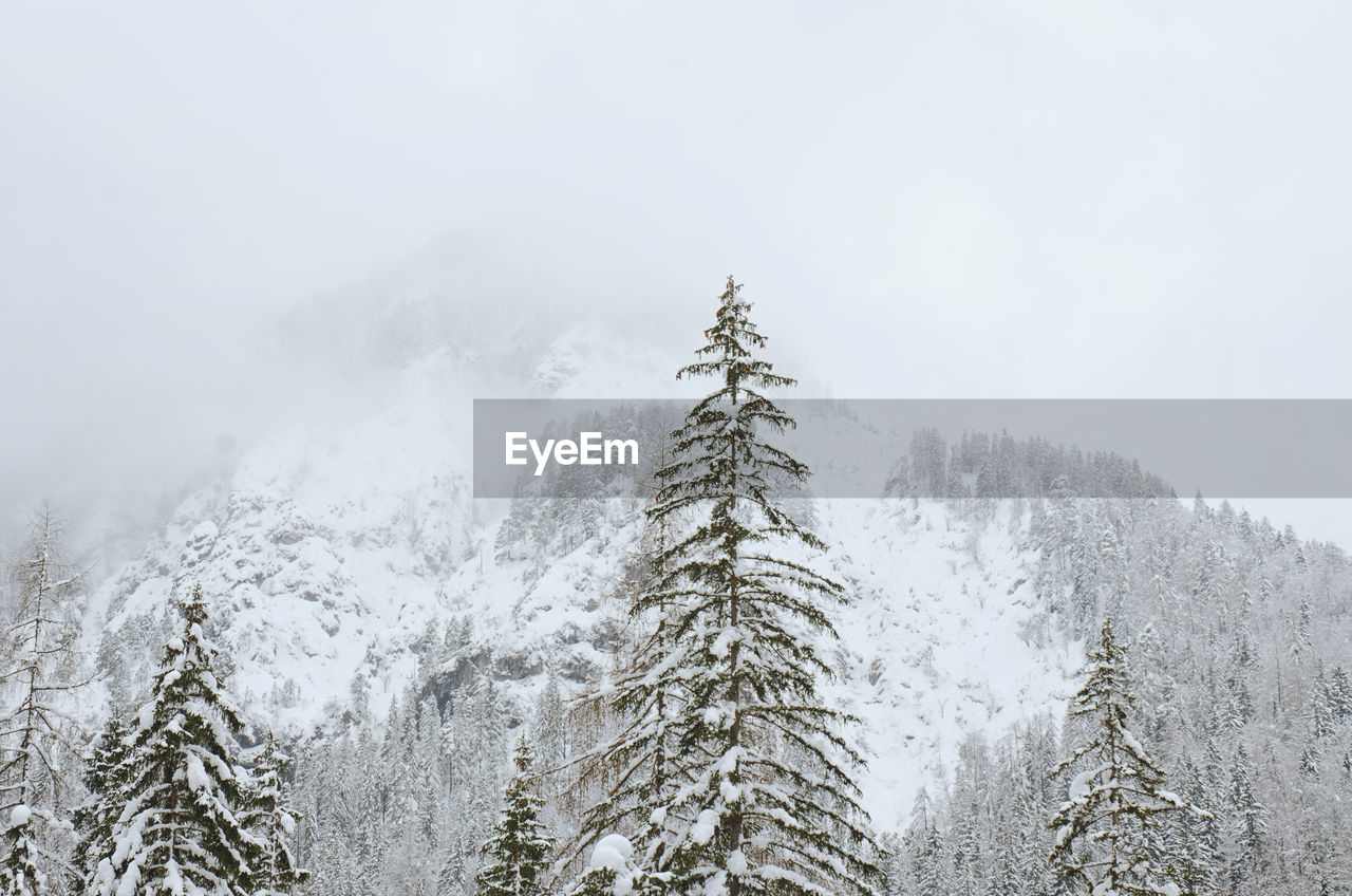 Low angle view of pine trees on snow covered mountains against foggy sky. kranjska gora, slovenia.