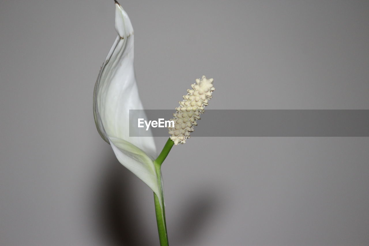CLOSE-UP OF WHITE FLOWERS AGAINST BLURRED BACKGROUND