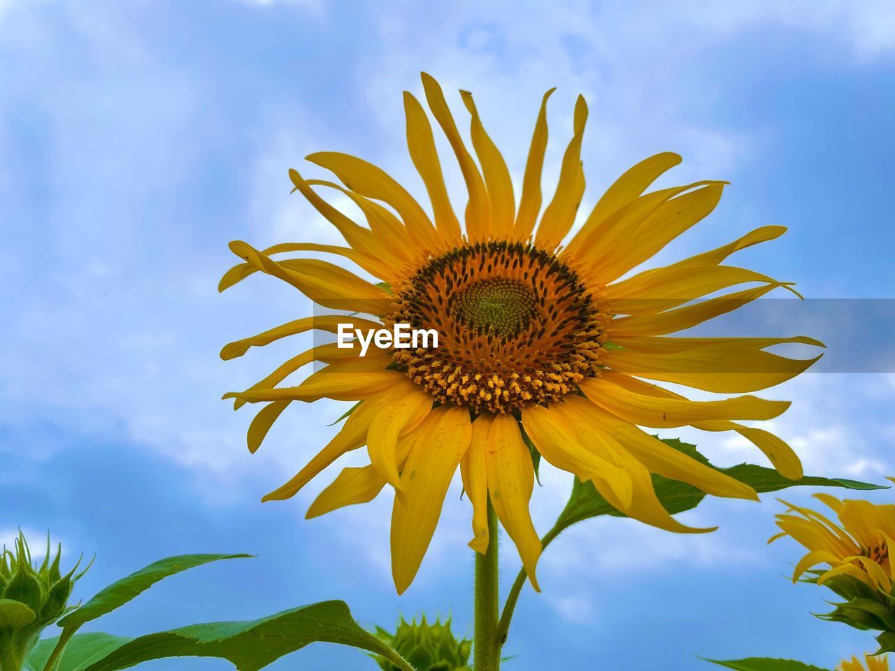 LOW ANGLE VIEW OF SUNFLOWER