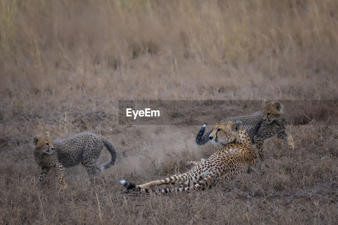 Two cheetah cubs playing around their mother in the savannah