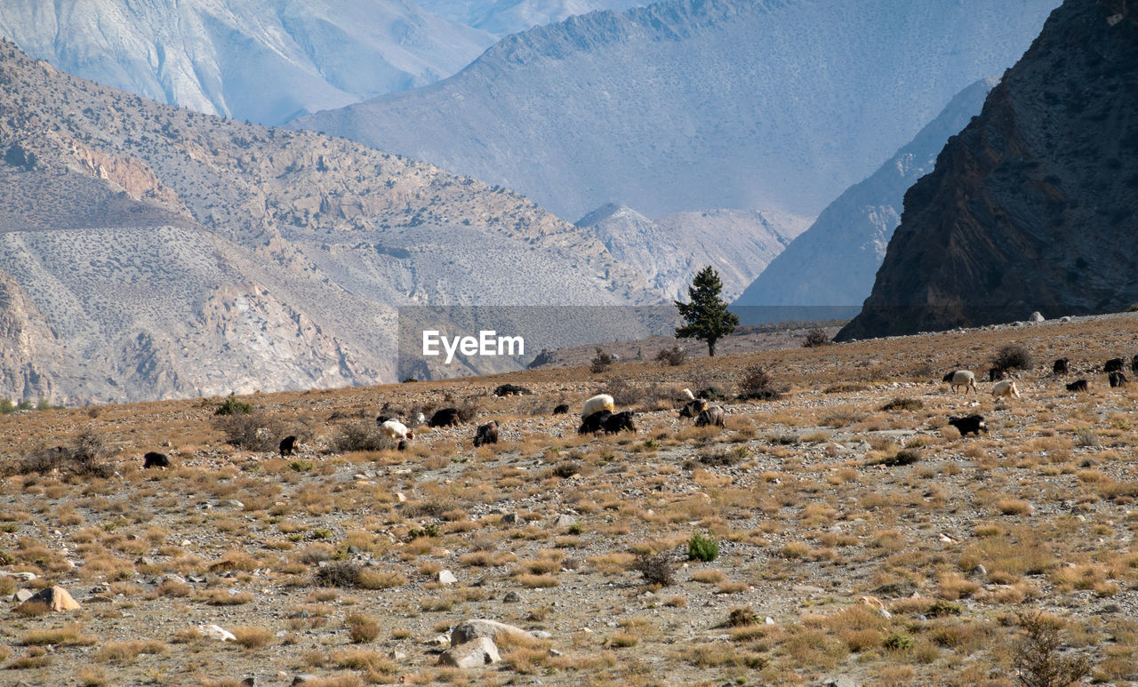 View of sheep on land