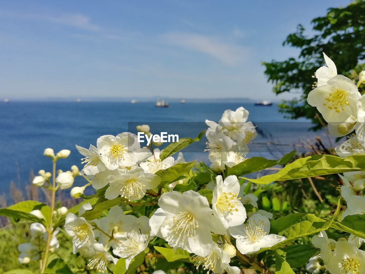 CLOSE-UP OF WHITE FLOWERING PLANTS AGAINST SEA