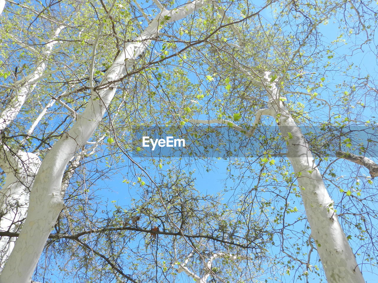 Low angle view of tree with sky in background