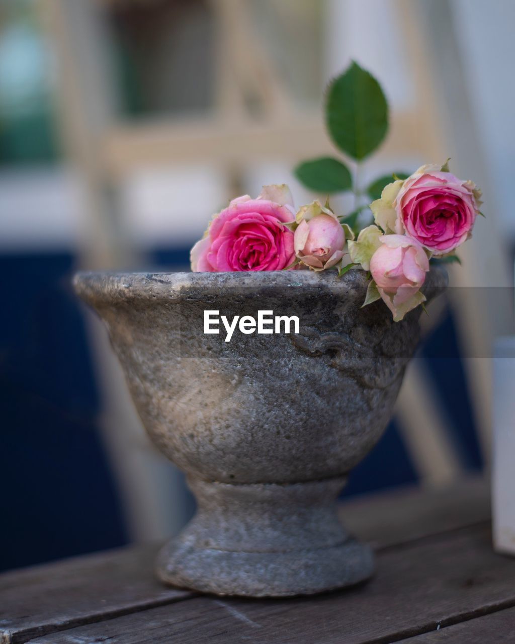 CLOSE-UP OF ROSE BOUQUET IN POT