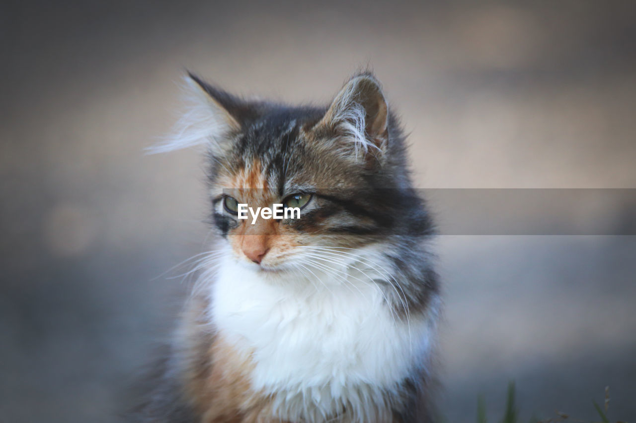 Close-up of a cat looking away