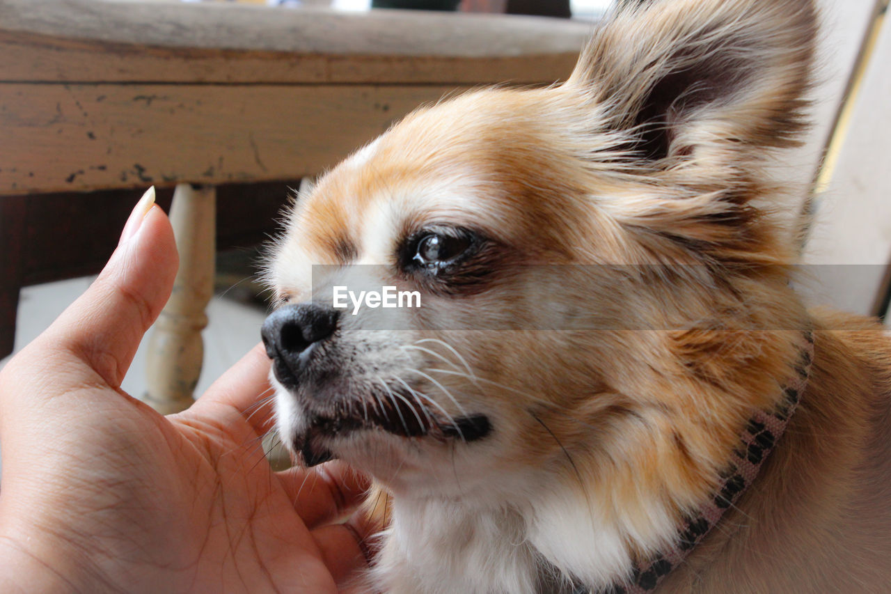 CLOSE-UP OF HAND HOLDING DOG IN MOUTH