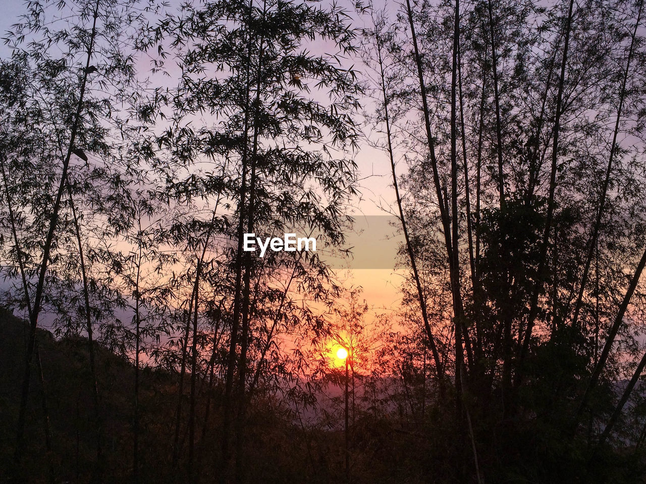 SILHOUETTE TREE AGAINST SKY DURING SUNSET
