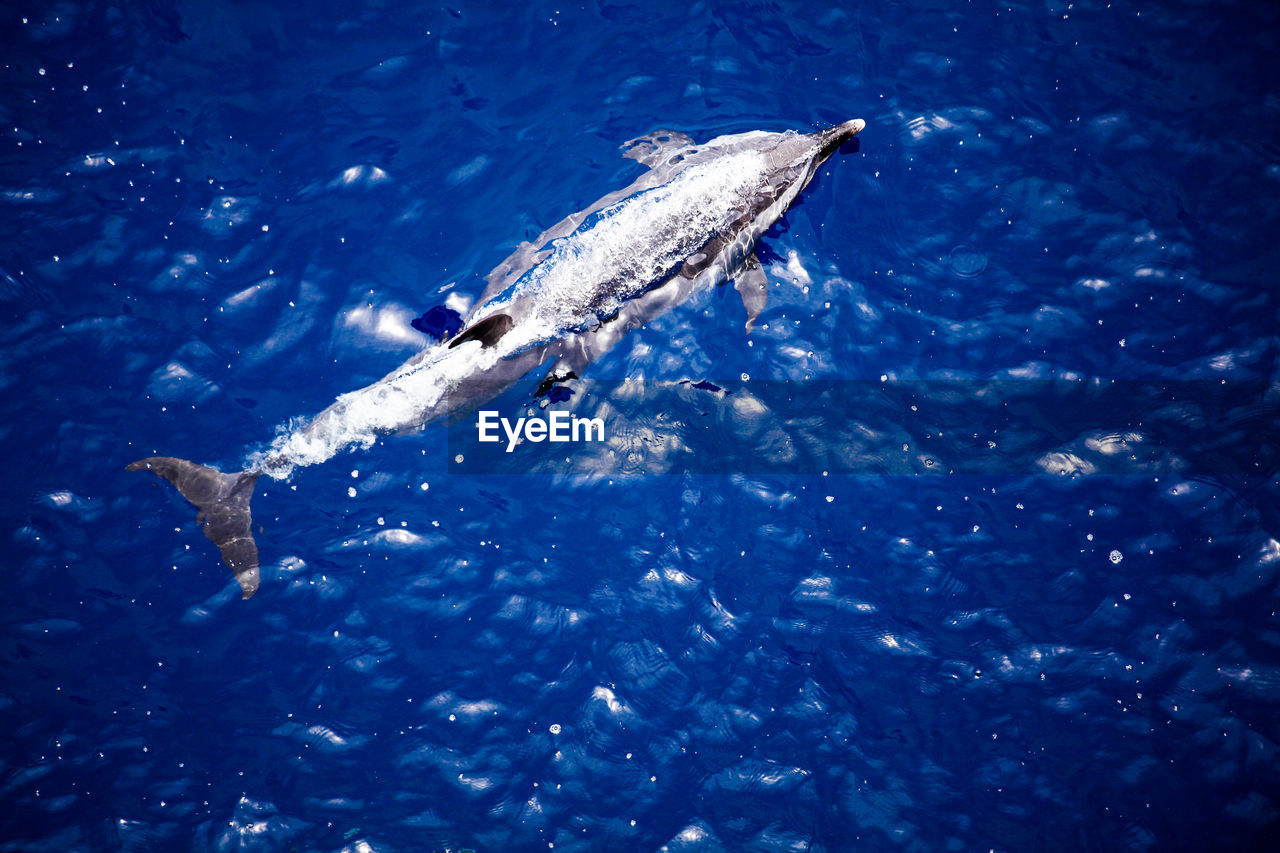 High angle view of a dolphin swimming in sea