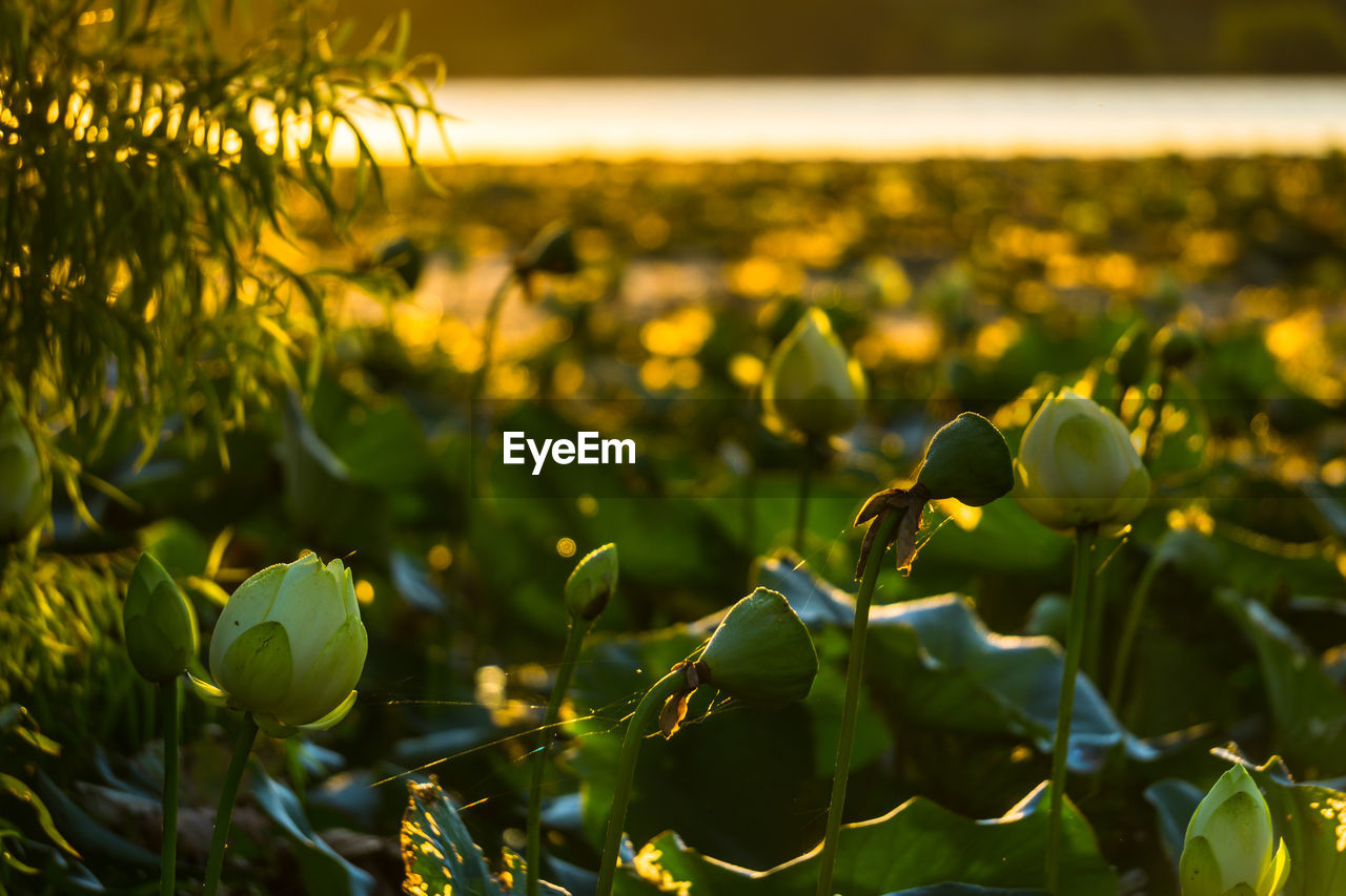 CLOSE-UP OF FRESH GREEN PLANT