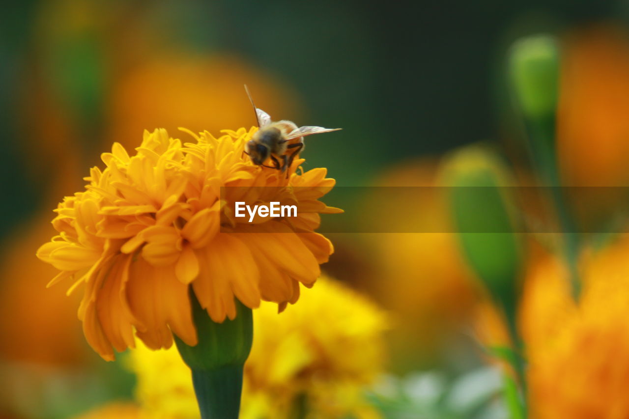 CLOSE-UP OF BEE POLLINATING ON YELLOW FLOWER