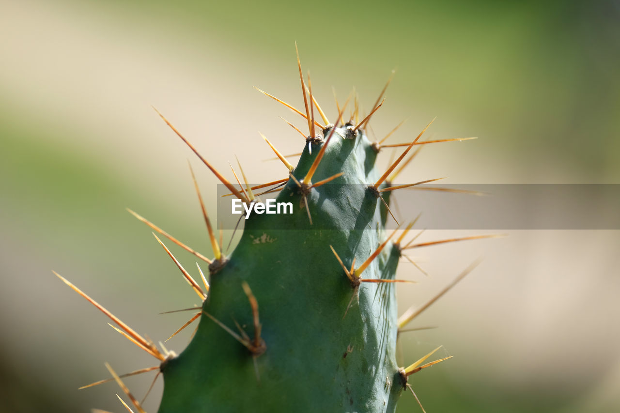 CLOSE-UP OF GRASSHOPPER ON CACTUS