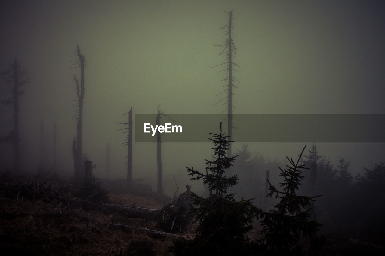 TREES ON LANDSCAPE AGAINST SKY DURING FOGGY WEATHER