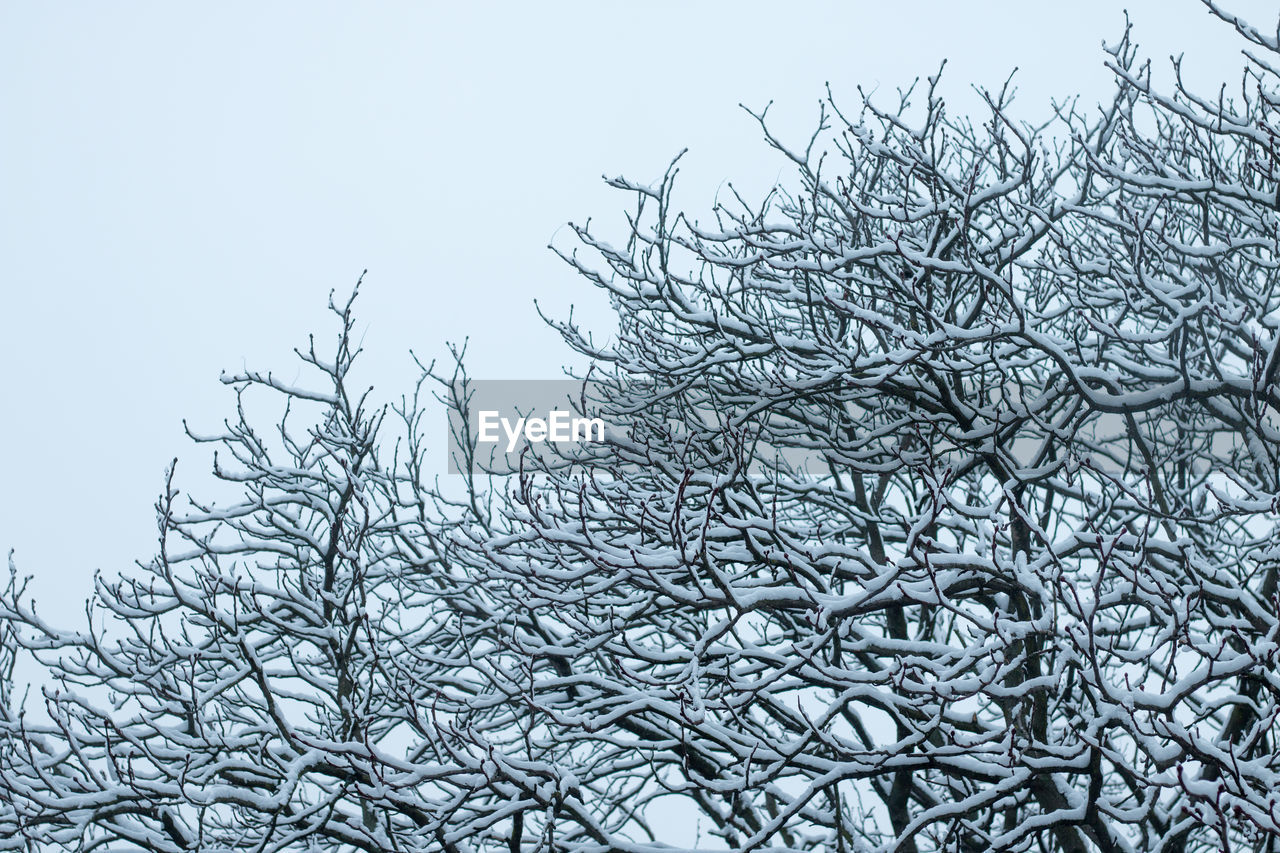 Low angle view of frozen bare trees against clear sky