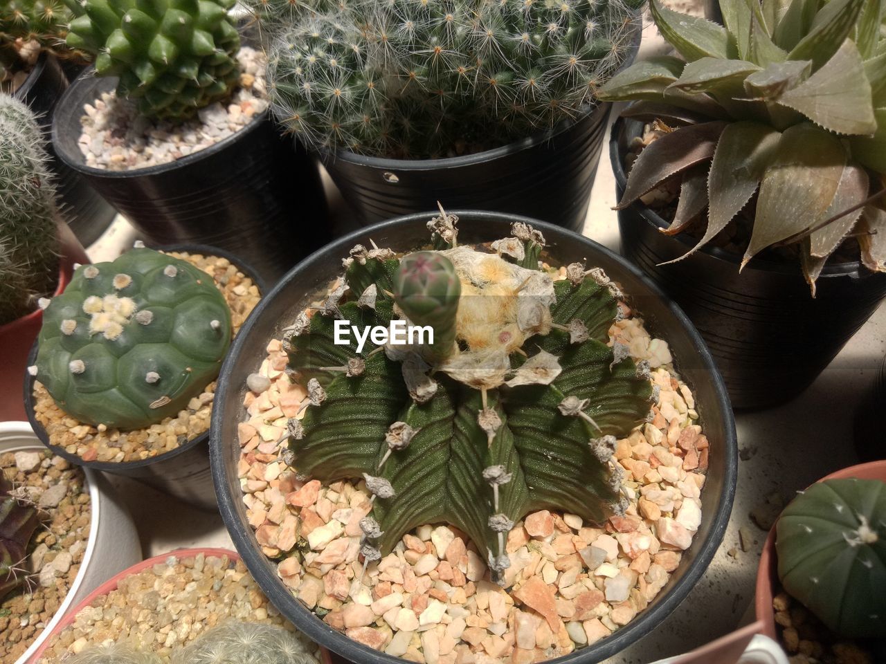 cactus, plant, succulent plant, growth, nature, flowerpot, potted plant, houseplant, high angle view, no people, flower, food and drink, food, leaf, thorn, plant part, green, variation, retail, day, freshness, outdoors, market, abundance, beauty in nature
