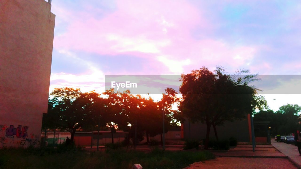 SILHOUETTE OF TREES AT SUNSET