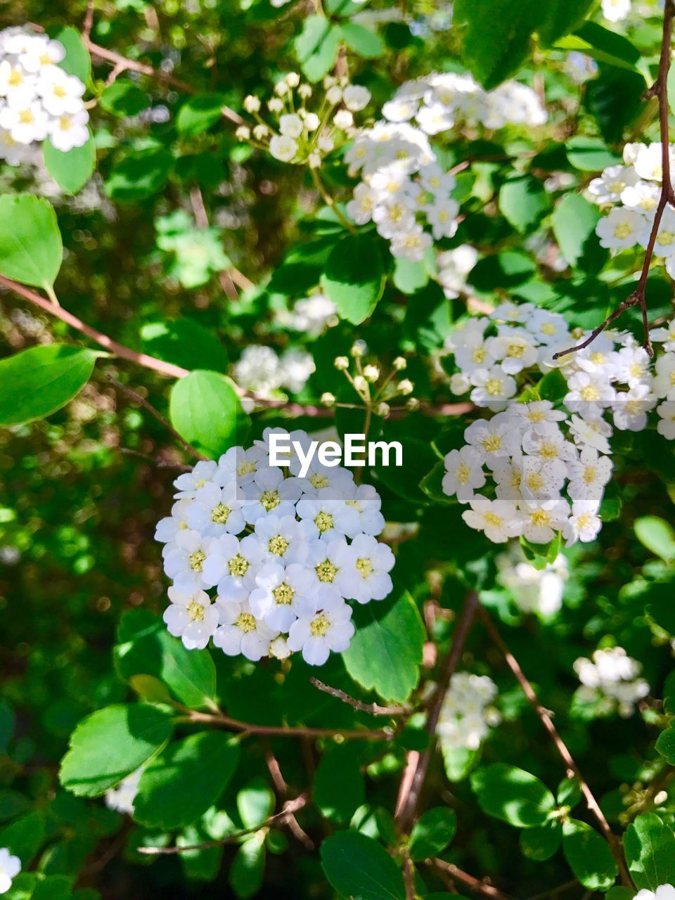 CLOSE-UP OF FLOWERS BLOOMING IN PLANT