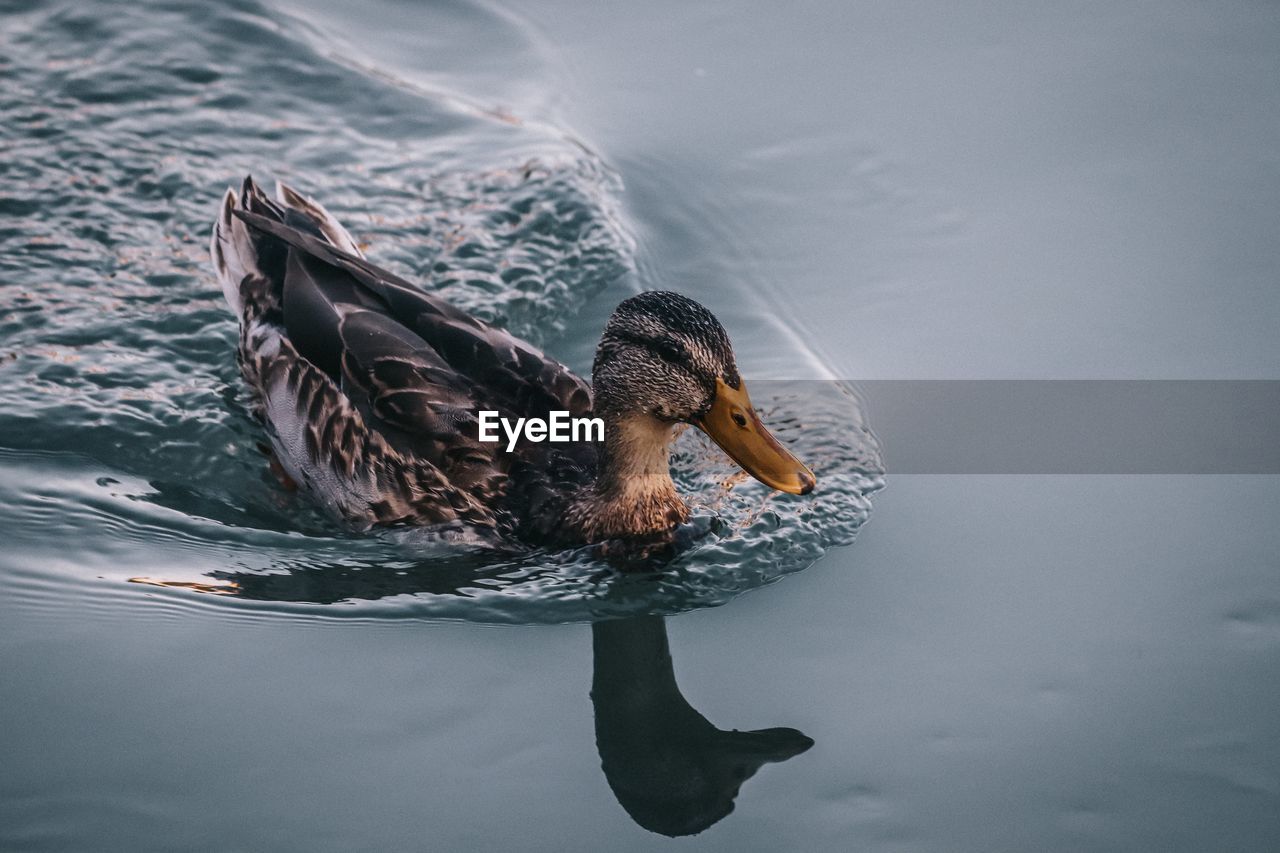 Close-up of a duck swimming in a lake