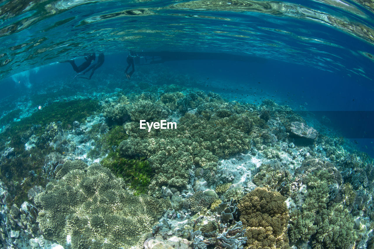 AERIAL VIEW OF CORAL SWIMMING