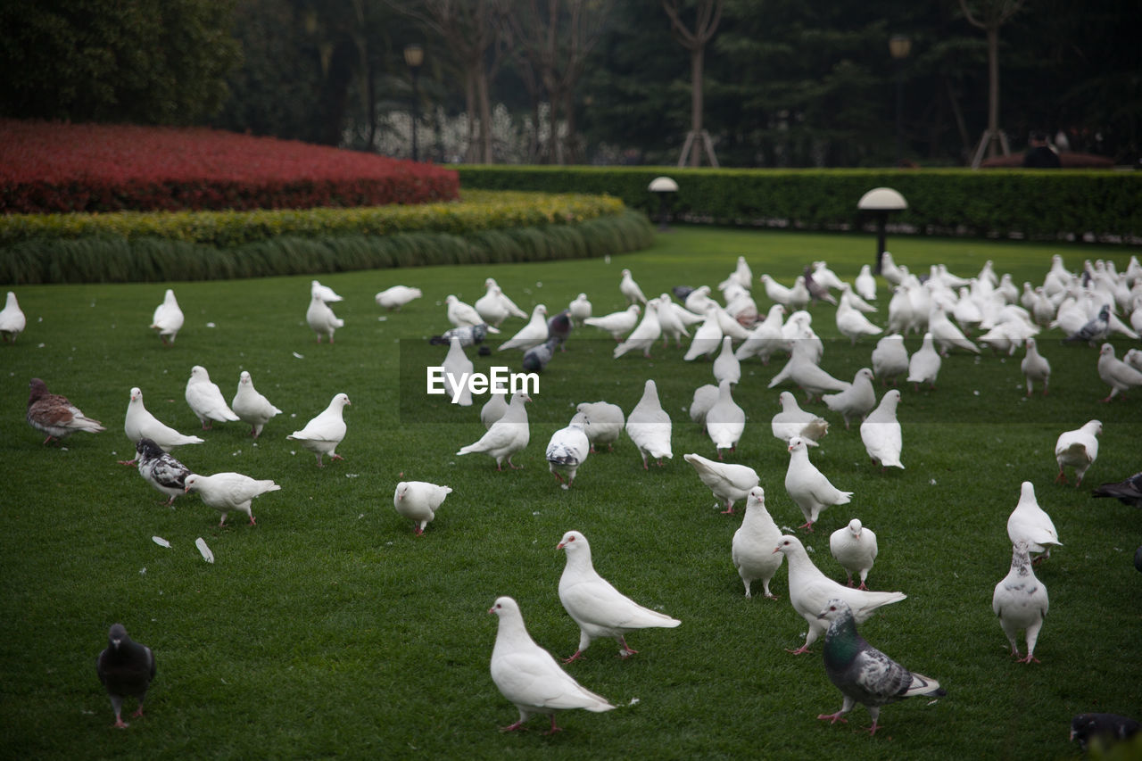 White doves and pigeons on grass