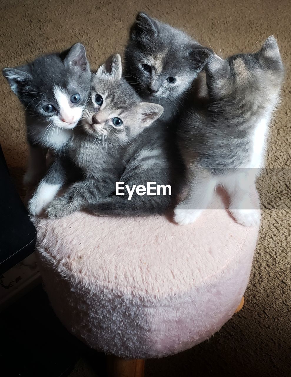 High angle view of cats relaxing at home