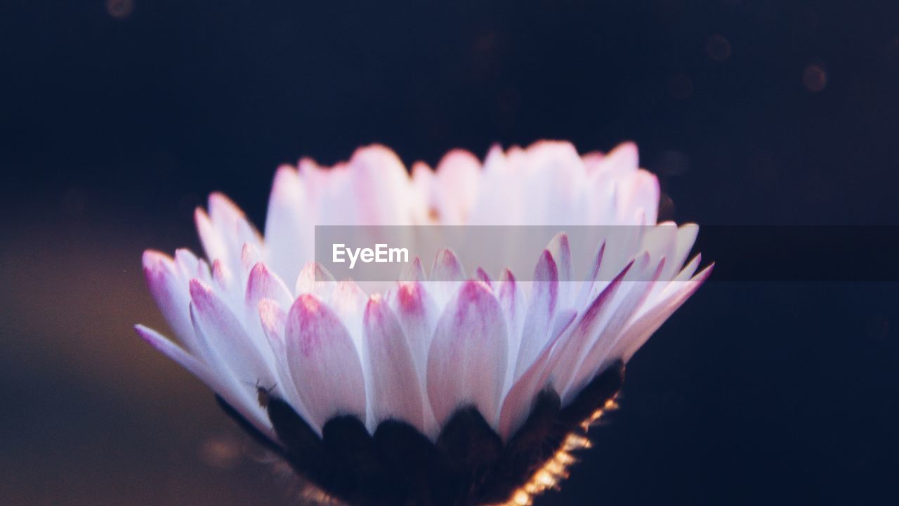 CLOSE-UP OF PINK WATER LILY IN BLACK BACKGROUND