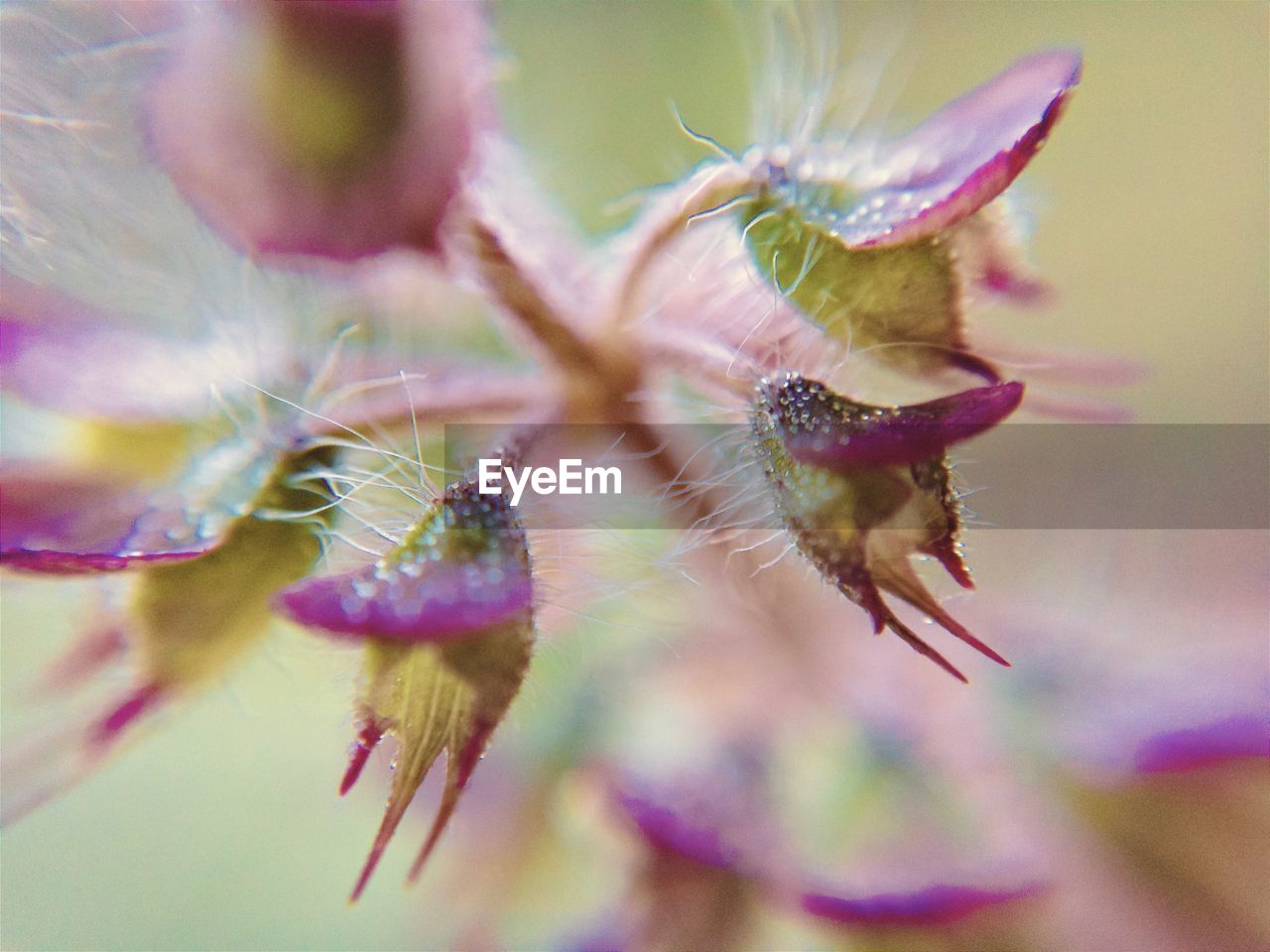 CLOSE-UP OF WILTED PLANT