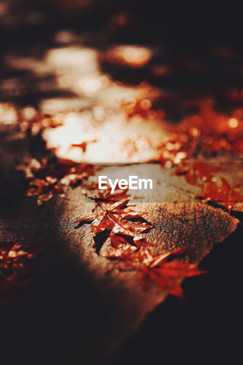 CLOSE-UP OF DRY MAPLE LEAVES ON FALLEN LEAF