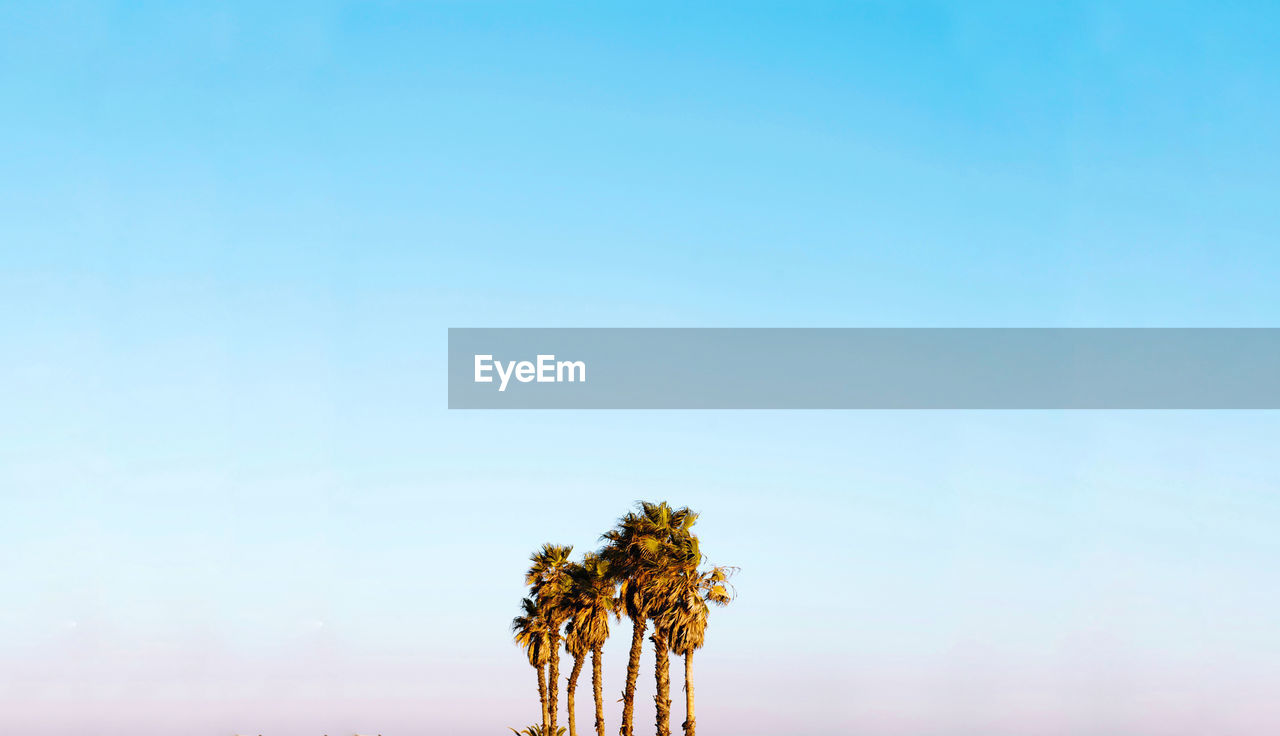 Scenic view of palm trees against sky