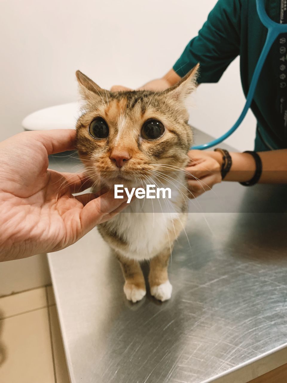 Cat with vet