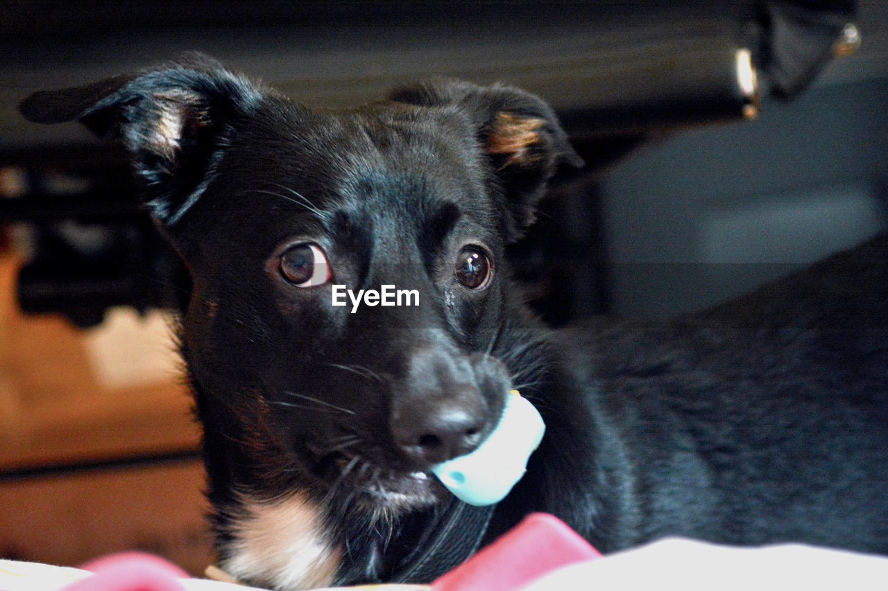 Close-up portrait of dog