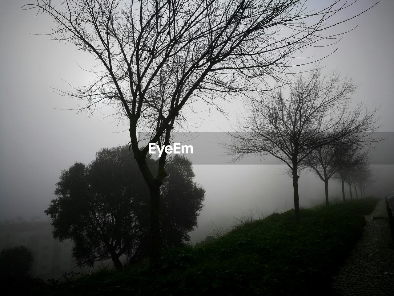 SILHOUETTE TREE AGAINST SKY DURING FOGGY WEATHER