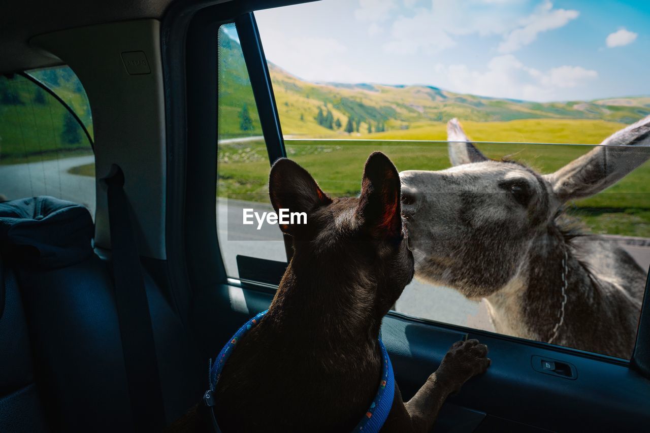 French bulldog in car looking at a donkey on a mountain road in summer