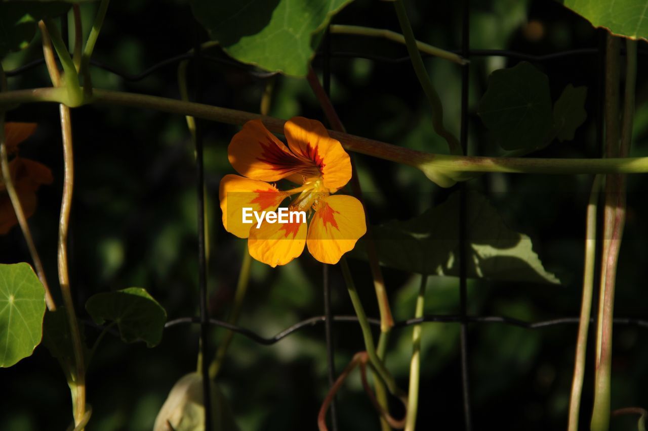 CLOSE-UP OF YELLOW FLOWER