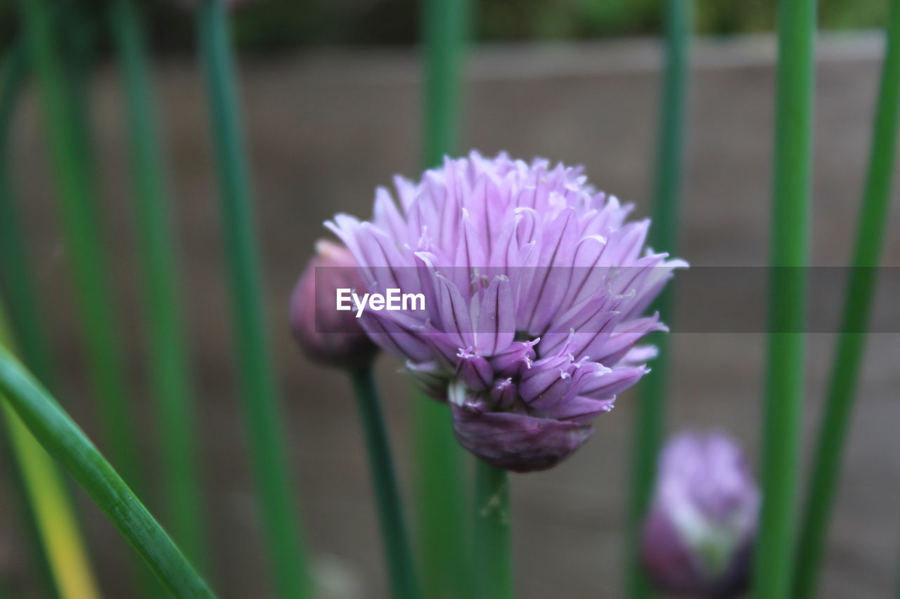 Close-up of purple flowering chive herb