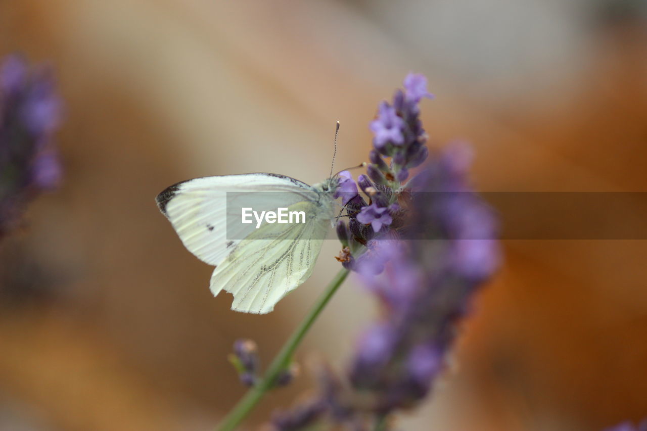 Close-up of butterfly pollinating on purple flower