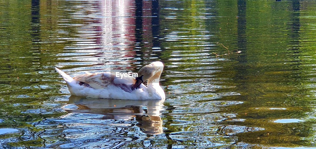 SWAN SWIMMING IN LAKE