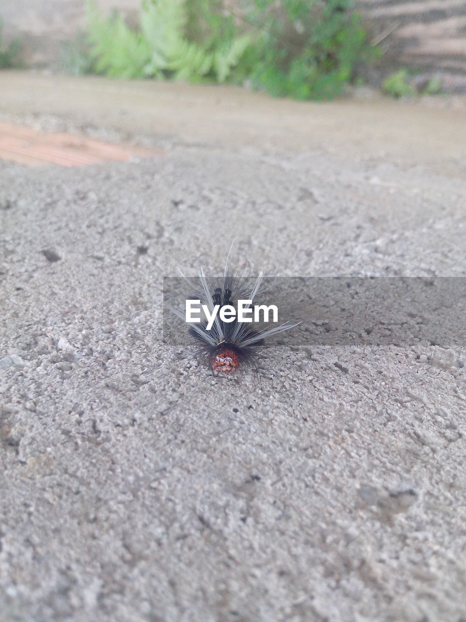 CLOSE-UP OF CATERPILLAR ON GROUND