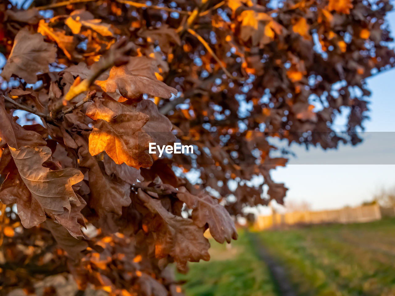 CLOSE-UP OF DRY MAPLE LEAVES ON TREE