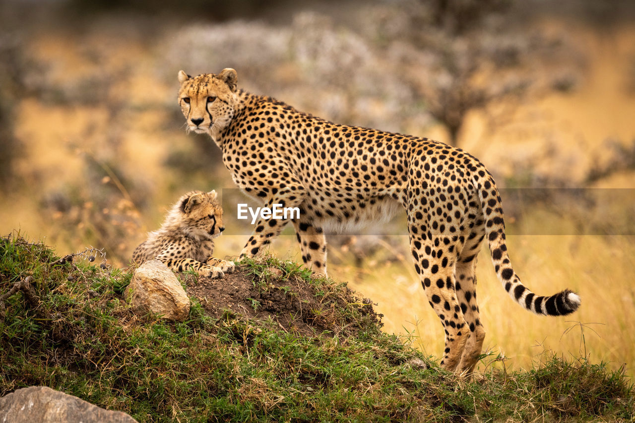 Cheetah on rock in zoo